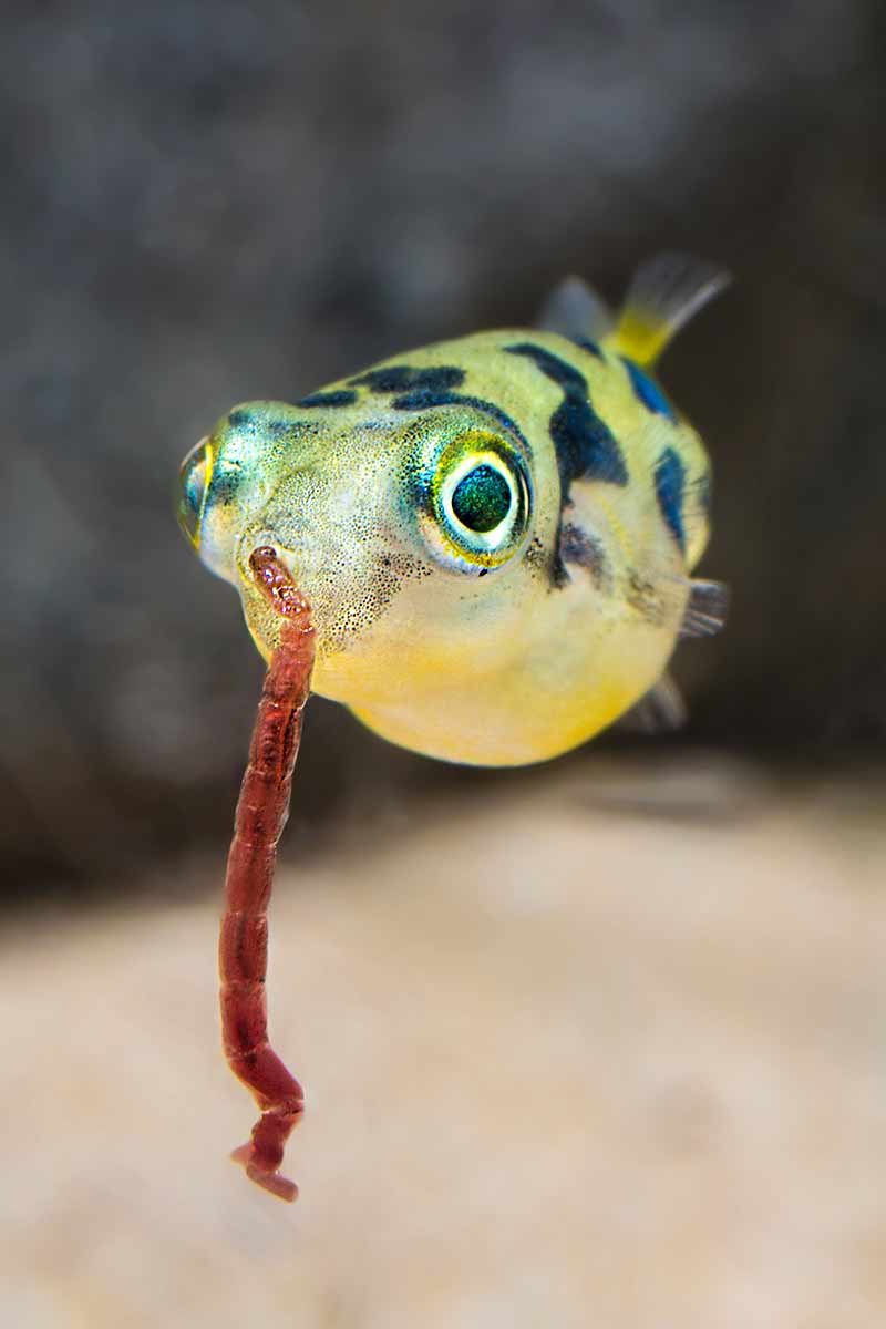 Pea Puffer dwarf Pufferfish Info And Care Pets Society