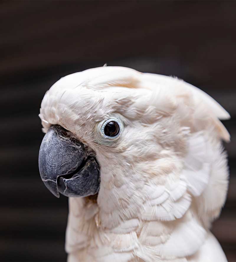 Umbrella Cockatoo white Cockatoo Pets Society Umbrella Cockatoo white Cockatoo Pets Society