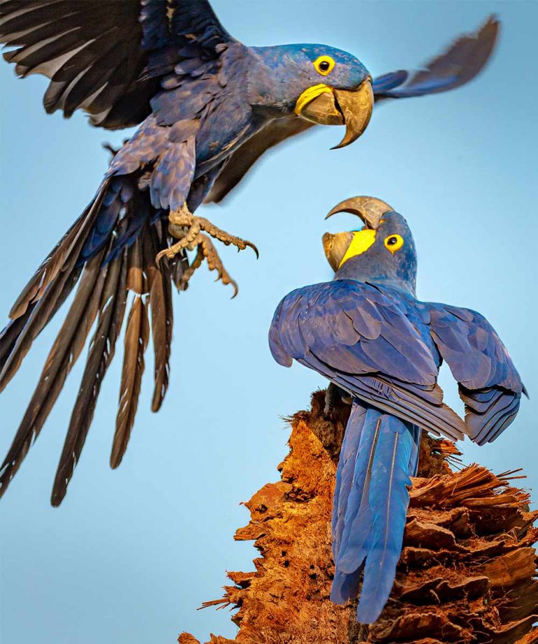 Photo inspiration: Visual Reference: Hyacinth Macaw Facts And Care