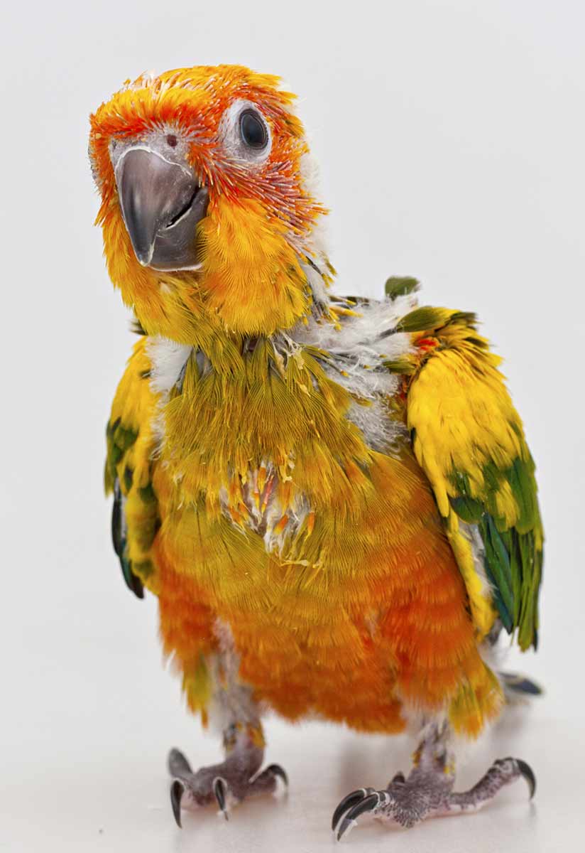 sun-conure-as-a-pet-pets-society