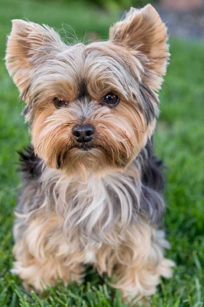 Teacup Yorkie All You Need To Know Pets Society